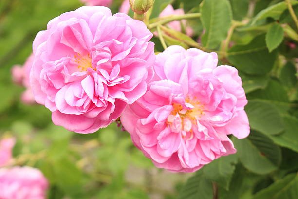 Damask Rose